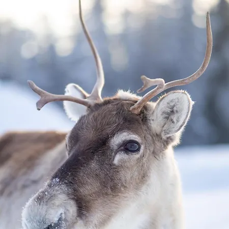 Tatil Evi North Solace By In Lapland *